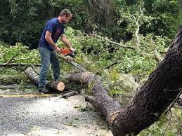 Best Tree Trimming and Pruning  in Niagara University, NY