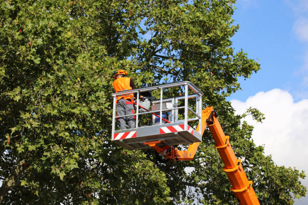 Best Storm Damage Tree Cleanup  in Niagara University, NY