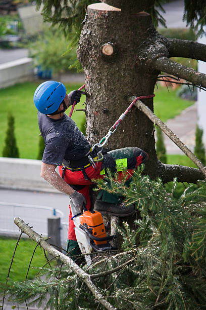  Niagara University, NY Tree Removal Pros