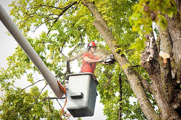 Best Utility Line Clearance  in Niagara University, NY